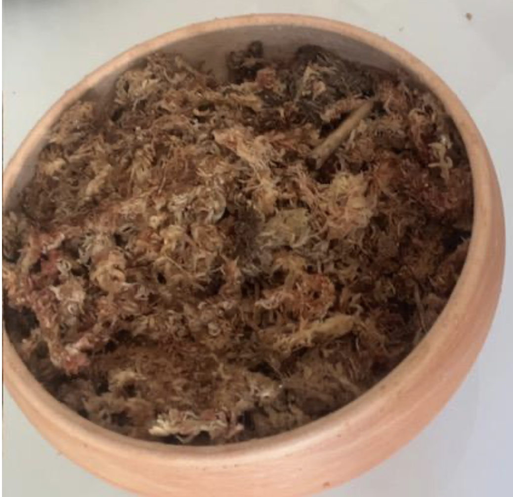 Sphaigne dans un pot en terre cuite